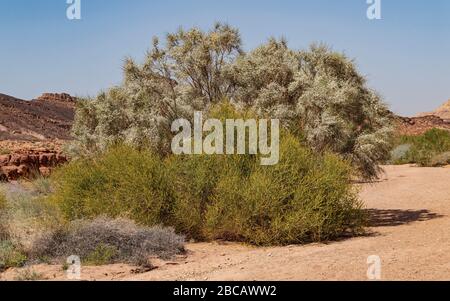 rotem weißer Besen Retama Raetam und gelbes Ölkraut Ochradenus Baccatus Sträucher blühen im nahal ramon im Boden des makhtesch-ramon-kraters Stockfoto