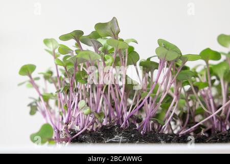 Mikrogrüns von Rotkohl, der im Boden vor weißem Hintergrund wächst, isoliert Stockfoto