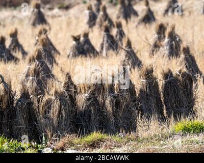 Geerntete Bündel von Reishalmen sitzen in einem Reispfaddy auf einer Farm in Kanagawa, Präfektur, Japan. Stockfoto