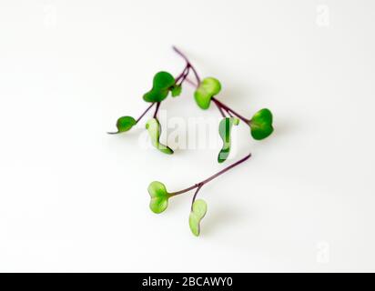 Mikrogrün aus Rotkohl mit grünen Blättern auf weißem Hintergrund mit Kopierbereich Stockfoto