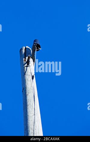 Alter Holzpfosten für Stromleitungen Stockfoto