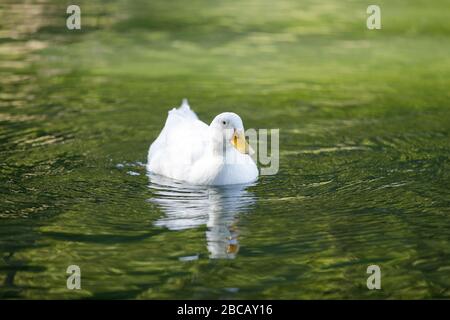 Weißer Pekin Duck Watend Stockfoto