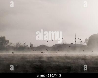 Blick auf das Land mitten im Nebel mit einer Vogelschar über einem kultivierten Feld Stockfoto