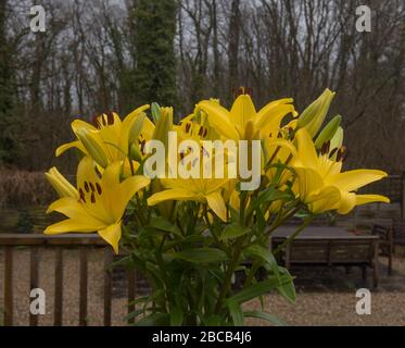 Bunch von leuchtend gelben asiatischen Lilien (Lilium) im Freien mit Woodland-Hintergrund in einem Country Cottage Garden im ländlichen Devon, England, Großbritannien Stockfoto