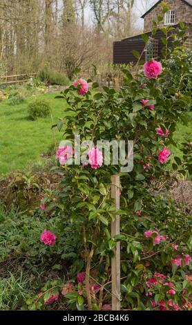 Frühling blühender Hybrid-Pink-Camellia-Strauch (Camellia x williamsii 'Debbie') in einem Country Cottage Garden im ländlichen Devon, England, Großbritannien Stockfoto