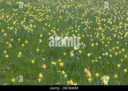 Hintergrund oder Textur einer wilden Blumenmeadow von Daffodils und Krokussen in einem Garten im ländlichen Devon, England, Großbritannien Stockfoto