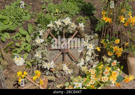 Blumenarrangemodierung der Frühlings-Daffodils rund um ein Wooden Wagon Wheel in einem Country Cottage Garden im ländlichen Cornwall, England, Großbritannien Stockfoto