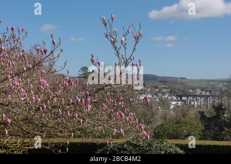 Frühlingsblume Köpfe eines Laubensaugers Magnolia Tree (Magnolia x Soulangeana 'Rustica Rubra'), der in einem Garten in Cotehele im ländlichen Cornwall wächst Stockfoto