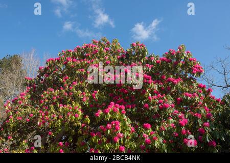 Frühling blühender heller roter Rhodendron-Strauch mit hellblauem Himmel, der in einem Garten im ländlichen Cornwall, England, wächst Stockfoto