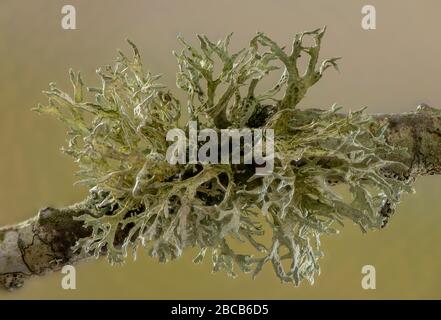 Ein Flechten, Oakmoos, Evernia prunastri, wächst auf Eiche Twig, Dorset. Stockfoto