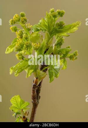 Feld-Ahorn, Acer campestre, im Frühjahr, wenn sich die Blumen öffnen und die Blätter unfurl. Stockfoto