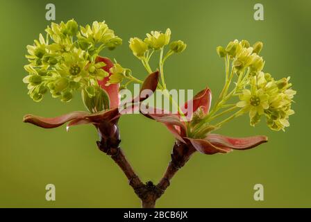 Norwegen-Ahorn, Acer Platanoides, im Frühjahr gerade in die Blüte gekommen, mit roten Brakteen. Stockfoto