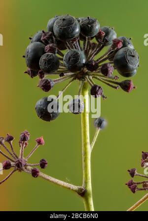 Reife Früchte des gemeinen Efeus, Hedera Helix, im frühen Frühjahr. Stockfoto
