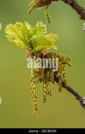 Männliche Catkins von Common Oak, quercus robur, im frühen Frühjahr. Stockfoto