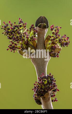 Die Blumen der gemeinen Asche, Fraxinus excelsior, die gerade im Frühling herauskommen. Stockfoto