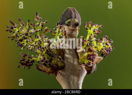 Die Blumen der gemeinen Asche, Fraxinus excelsior, die gerade im Frühling herauskommen. Stockfoto