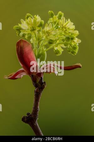 Norwegen-Ahorn, Acer Platanoides, im Frühjahr gerade in die Blüte gekommen, mit roten Brakteen. Stockfoto