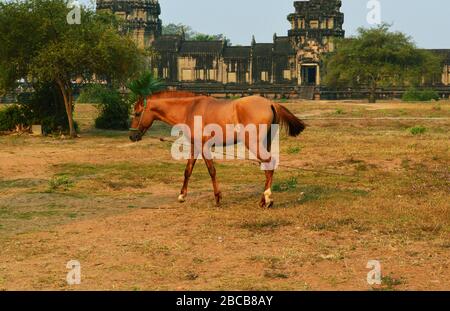 Braunes Pferd geht auf dem Boden vor einem alten Tempel 1 Stockfoto