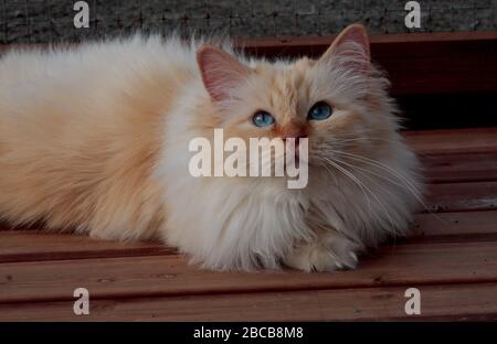 Eine wunderschöne, heilige burman-katze, die im Hof ruht Stockfoto