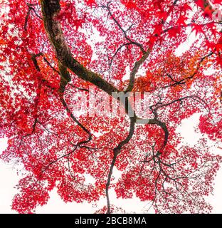 Baum mit roten Blättern Stockfoto