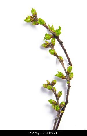 Federzweige catkins Willow isoliert auf weißem Hintergrund Stockfoto