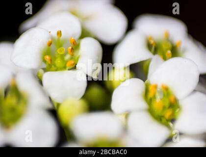 Makrofoto der zierlichen vier Blütenblüten der süßen Alyssum, (Lobularia Maritima), mit dunklem Hintergrund Stockfoto