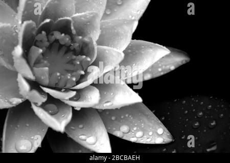 Ein monochromes Foto einer Wasserlilie, Nymphaea, bedeckt mit Wassertropfen Stockfoto