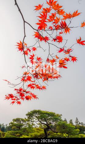 Rote Blätter drehen sich Stockfoto