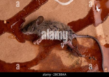 Tote Maus liegt auf giftigen klebrigen Falle Stockfoto