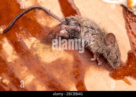 Körper der toten Maus auf giftige Substanz Stockfoto