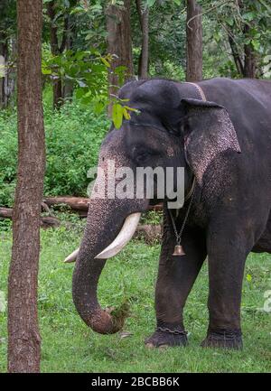 Ein indischer Elefant, Arjun im Nagarhole National Park, Kabini, Karnataka, Indien Stockfoto