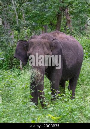 Eine indische Elefantenweibchen im Nagarhole National Park, Kabini, Karnataka, Indien Stockfoto