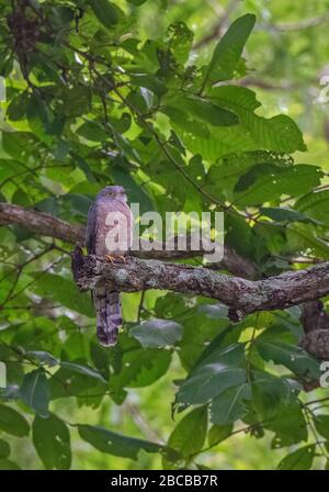 Ein gewöhnlicher Hawk-Kuckuck im Nagarhole National Park, Kabini, Karnataka, Indien Stockfoto