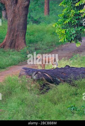 Ein Loch im Lebensraum Nagarhole National Park, Kabini, Karnataka, indien Stockfoto