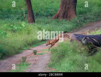 Ein Loch, das aus einem Baumstamm im Nagarhole National Park, Kabini, Karnataka, indien springt Stockfoto