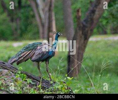 Ein Pfau, der auf einem Holzklötze im Nagarhole National Park, Kabini, Karnataka, Indien ruht Stockfoto