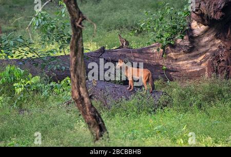 Ein wilder Hund im Nagarhole National Park, Kabini, Karnataka, Indien Stockfoto