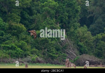 Ein Fischadler, der im Nagarhole National Park, Kabini, Karnataka, Indien fliegt Stockfoto