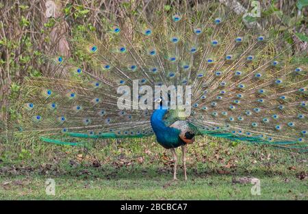 Ein Bild von Peacock Display im Nagarhole National Park, Kabini, Karnataka, Indien Stockfoto