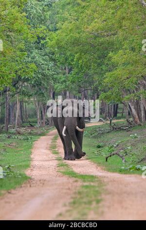 Ein indischer Elefant, der auf dem Safaripfad im Nagarhole National Park, Kabini, Karnataka, Indien, spazierengeht Stockfoto