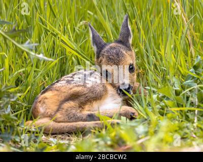 Baby Rehe (Capreolus Capreolus), die im Mai an einem sonnigen Tag im Gras ruhen. Niederlande Stockfoto