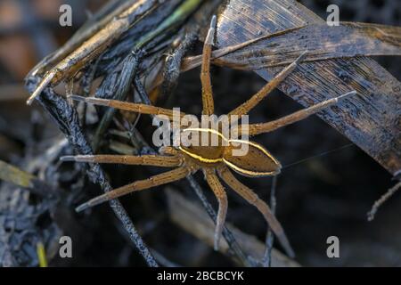 Große Floßspinne oder Fen-Floßspinne (Dolomedes plantarius) ist eine europäische Spinnenart in der Familie der Pisauriden. Stockfoto