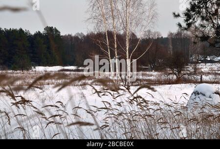 Winter verdorrte Gras, verlassene Häuser am Waldrand Stockfoto