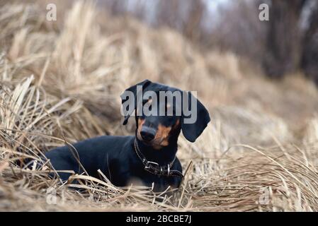 Schwarzer Dackel-Hund auf dem Hintergrund des alten grauen Grases blickt nach vorne Stockfoto