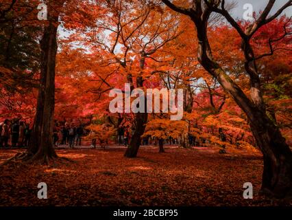 Schöne rote Blätter des Tofukuji Shrine in Kyoto Stockfoto