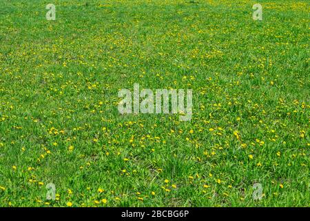 Grüner Rasen mit gelben Dandelionen im Frühjahr Stockfoto