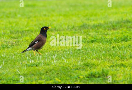 Acridotheres Tristis. Heuschrecke starrend auf einer grünen Wiese Stockfoto
