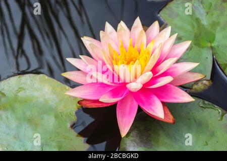 Lotusblume auf Wasser nah oben Stockfoto