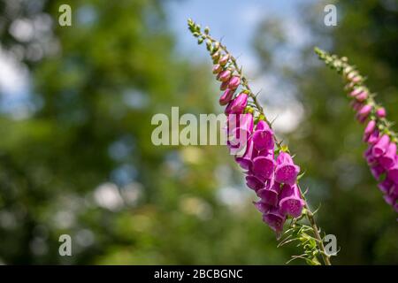 Fingerhut Stockfoto