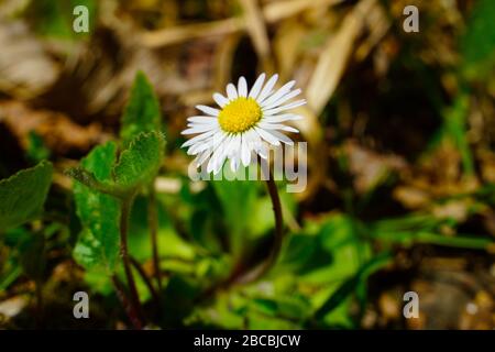 Ein schöner Frühling Daisy in der Wiese Stockfoto